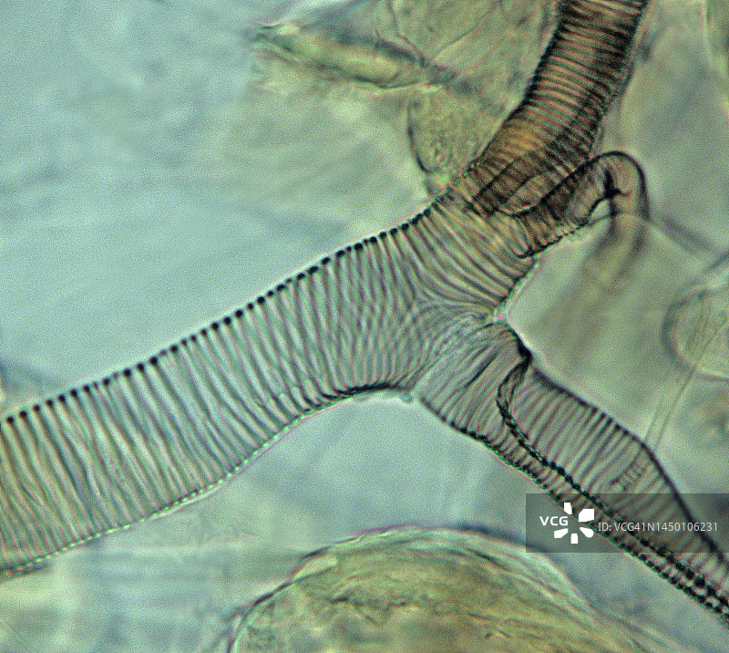 昆虫的呼吸系统和气体交换，昆虫气管系统，200倍图片素材