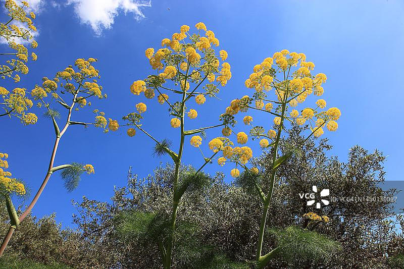 蓝色茴香，又名巨型茴香，西西里岛，意大利图片素材