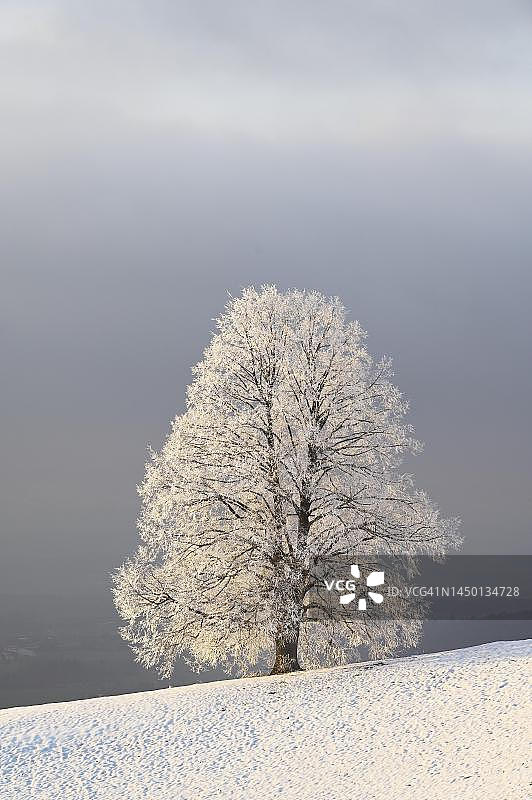 瑞士楚格州冬季雾凇景观图片素材