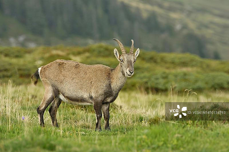 阿尔卑斯野山羊，站在草地上，瑞士伯恩州伯恩高地图片素材