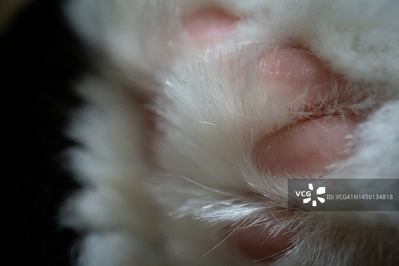 猫爪毛皮图片素材