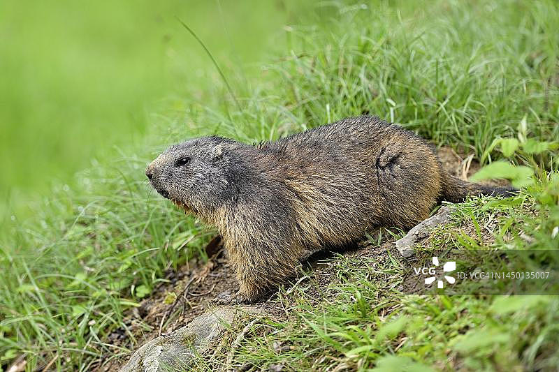 站立在草地上的土拨鼠（旱獭），瑞士图片素材