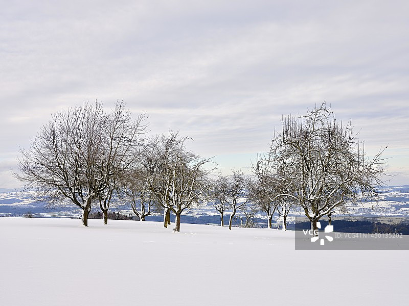 冬季景观：瑞士阿尔高州林登贝格的果树雪景图片素材