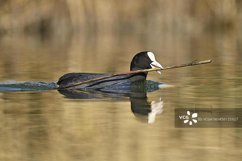 普通骨顶鸡（Fulica atra）嘴里叼着筑巢材料在琉森湖中游泳，瑞士图片素材