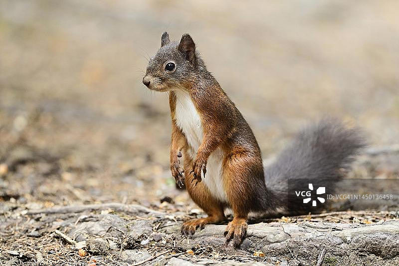 站立在地上的欧亚红松鼠，瑞士图片素材