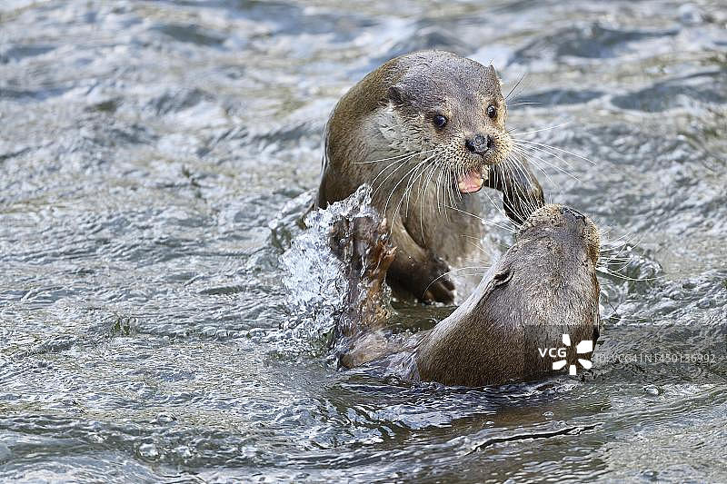 瑞士圈养嬉戏的两只欧洲水獭图片素材