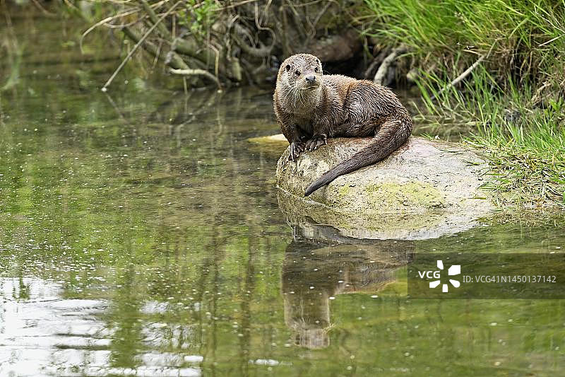 欧洲水獭（Lutra lutra）栖息于石头上，瑞士图片素材