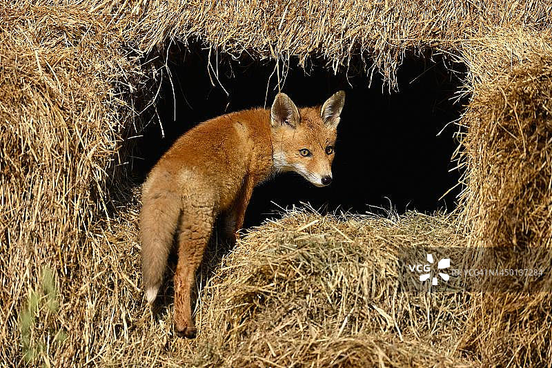 瑞士圈养的幼年赤狐图片素材