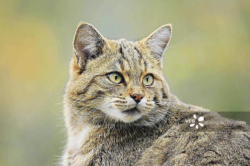 欧洲野猫（Felis silvestris silvestris），圈养，瑞士图片素材