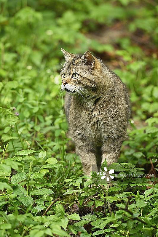 欧洲野猫（Felis silvestris），雄性在灌木丛中漫游，人工饲养，瑞士图片素材