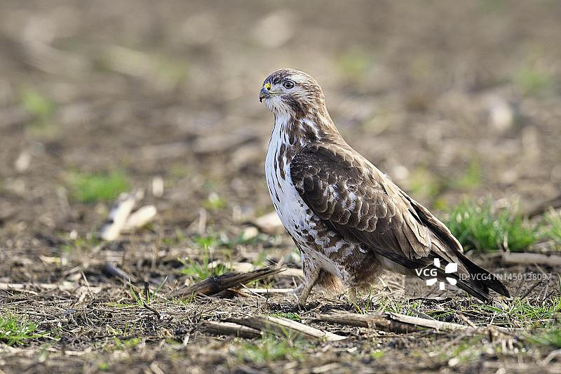 普通草原鵟（Buteo buteo），瑞士阿尔高州图片素材