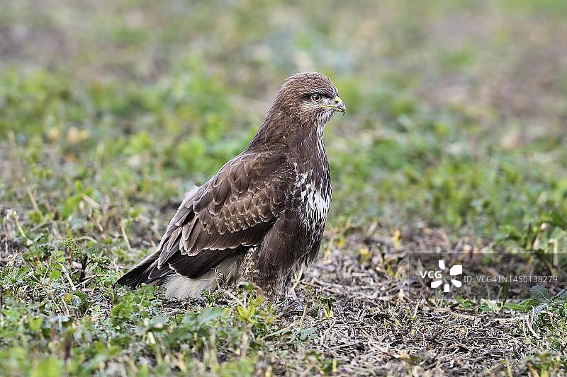 普通草原鵟（Buteo buteo），瑞士阿尔高州图片素材