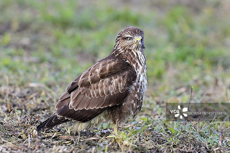 普通草原鵟（Buteo buteo），瑞士阿尔高州图片素材