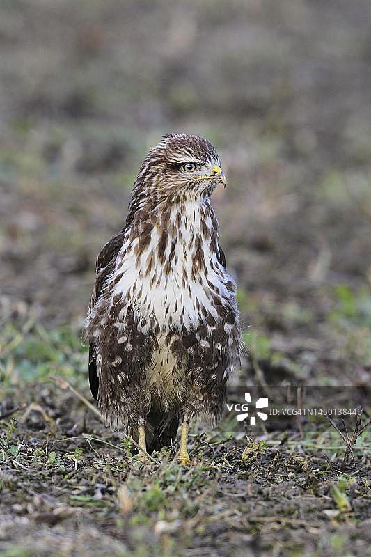 普通草原鵟（Buteo buteo），瑞士阿尔高州图片素材