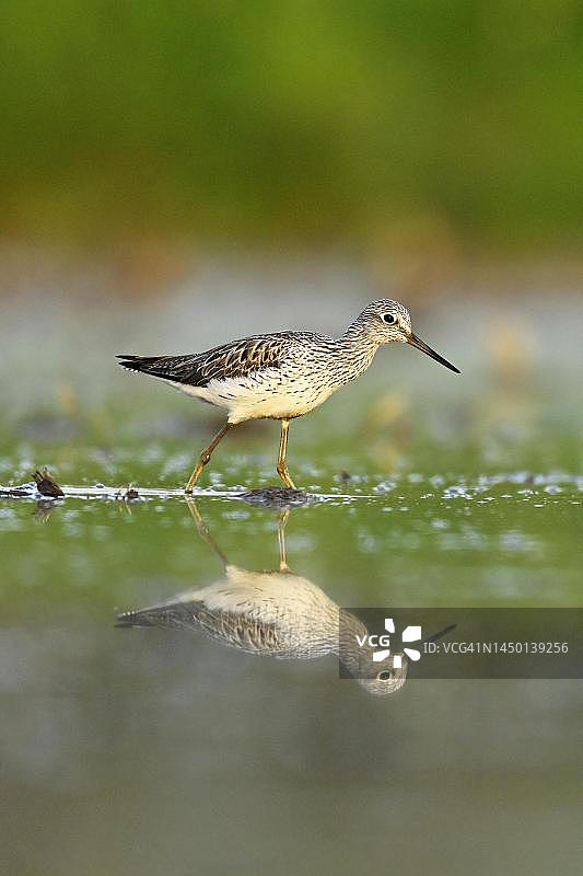 在瑞士阿尔高州广州浅水中觅食的普通青脚鹬图片素材