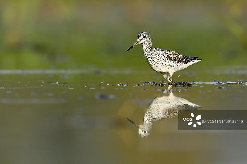 在瑞士阿尔高州广州浅水中觅食的普通青脚鹬图片素材