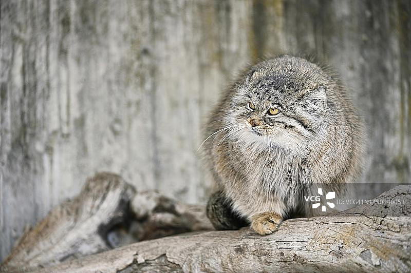 成年兔狲（费氏兔狲），人工饲养，分布于中亚高地、阿富汗、蒙古图片素材