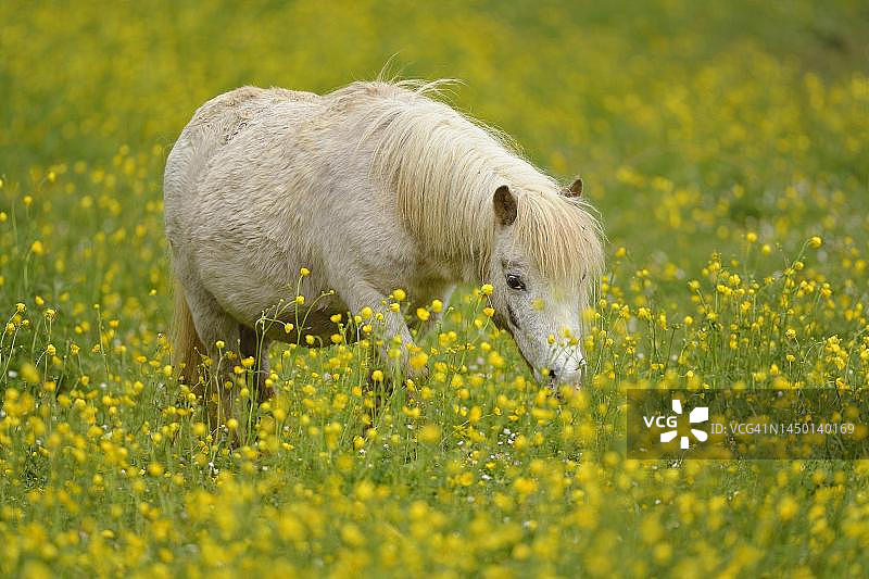 冰岛马在开花的毛茛田中觅食，圈养，瑞士图片素材