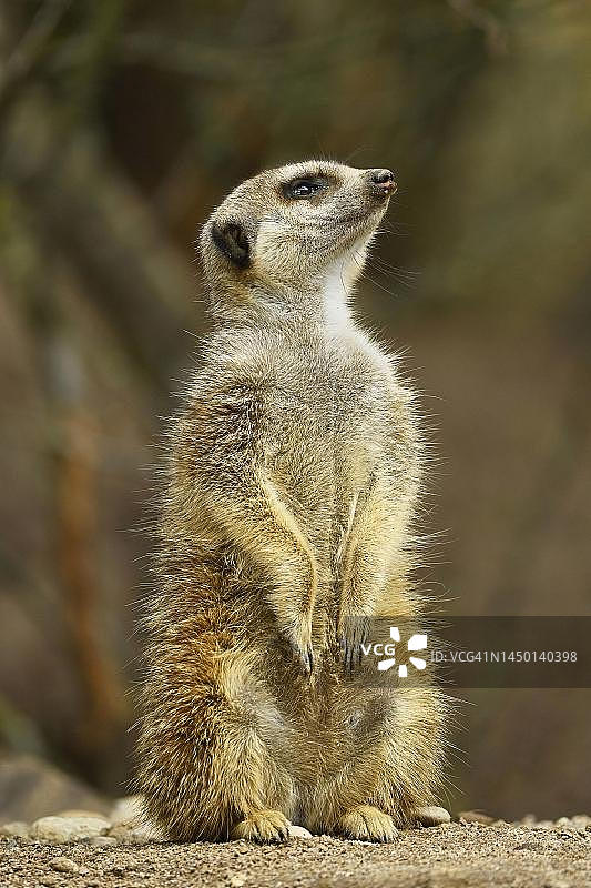 警觉的猫鼬(Suricata suricatta)，圈养，瑞士图片素材