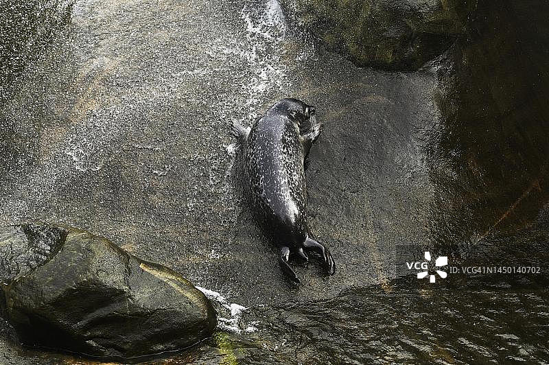 水中海豹（Phoca vitulina），圈养，瑞士图片素材