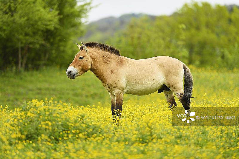 花毛茛田中站立的普氏野马图片素材