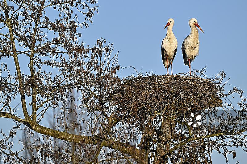 两只白鹳站在瑞士阿尔高州树上的天然巢穴里图片素材