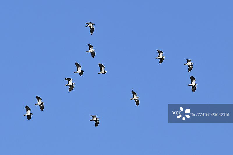 一群北 lapwings（Vanellus vanellus）在飞行，Flachsee，Aargau 州，瑞士图片素材