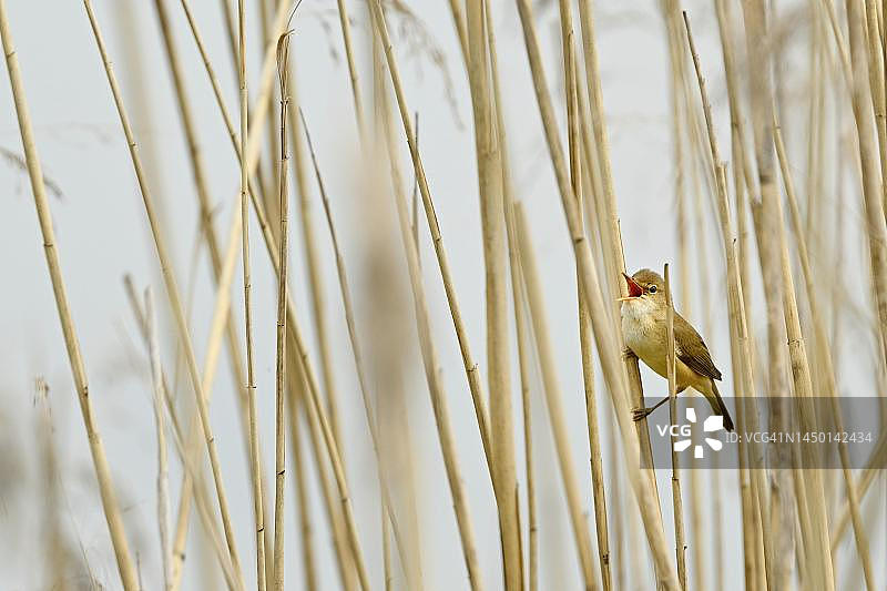 苇莺在芦苇秆上鸣叫（瑞士阿尔高州弗拉赫湖）图片素材