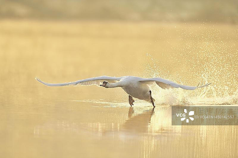 清晨，瑞士楚格湖上起飞的疣鼻天鹅图片素材