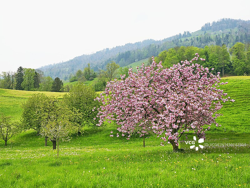 日本樱花，盛开于瑞士施维茨州图片素材