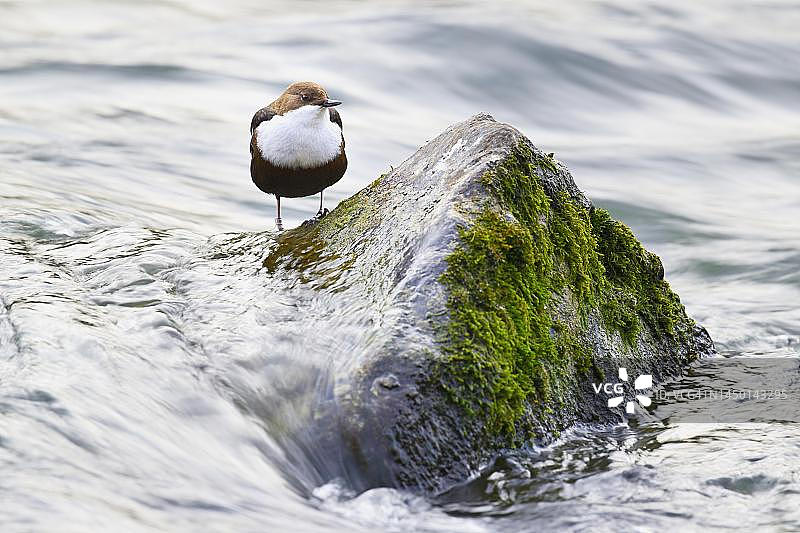 白喉河乌站在石头上，瑞士图片素材