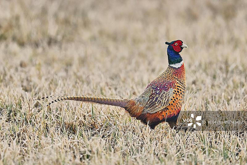 成年雄性雉鸡，奥地利布尔根兰州图片素材