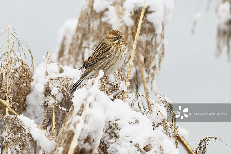 在瑞士阿尔高州弗拉赫湖，栖息在雪地芦苇杆上的苇鹀（ Emberiza schoeniclus，雌性，冬季羽毛）图片素材