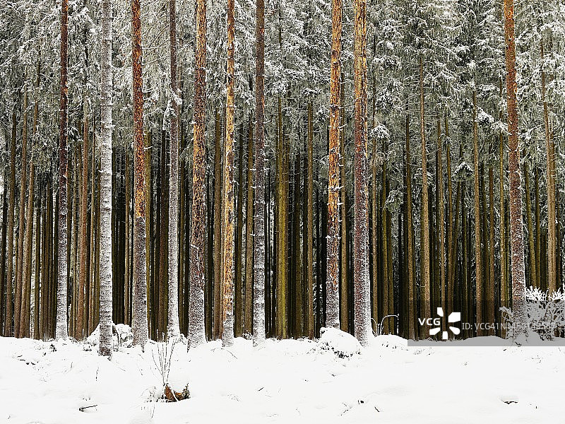 欧洲云杉树皮甲虫侵扰后的枯死云杉，瑞士阿尔高州图片素材