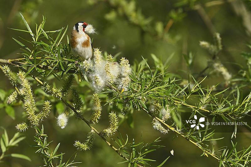 欧洲金翅雀（Carduelis carduelis），喙里含着筑巢材料，瑞士阿尔高州图片素材