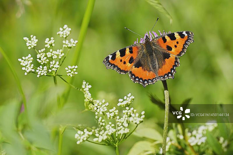 瑞士：一只小荨麻疹蛱蝶在花丛中觅食图片素材