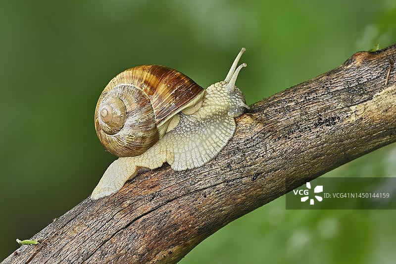 勃艮第蜗牛（学名：Helix pomatia），瑞士图片素材