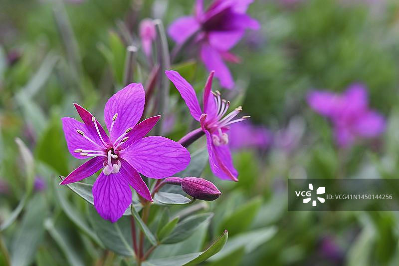 格陵兰西部宽叶柳叶菜图片素材