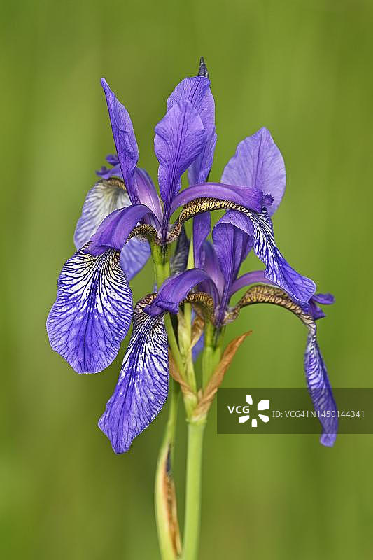 西伯利亚鸢尾花，瑞士楚格州图片素材