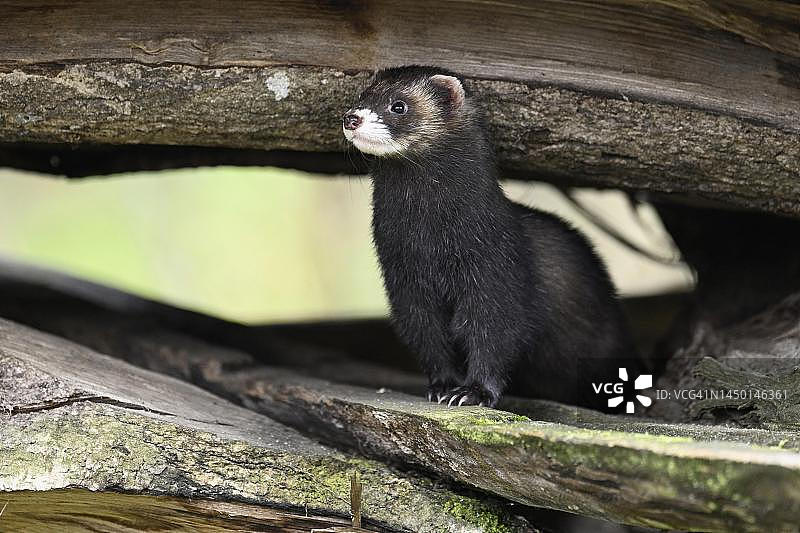 欧洲艾鼬（Mustela putorius），也称雪貂，坐在木堆上，圈养，瑞士图片素材