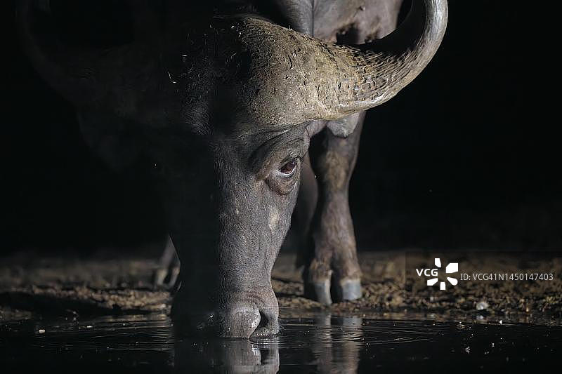 非洲水牛夜间水坑饮水，夸祖鲁纳塔尔省图片素材