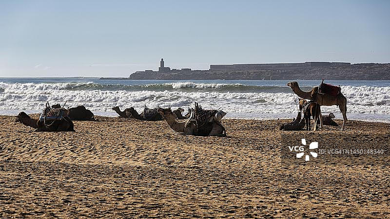 摩洛哥索维拉塔加特海滩等待游客的单峰骆驼，可欣赏自然保护区紫岛风光图片素材