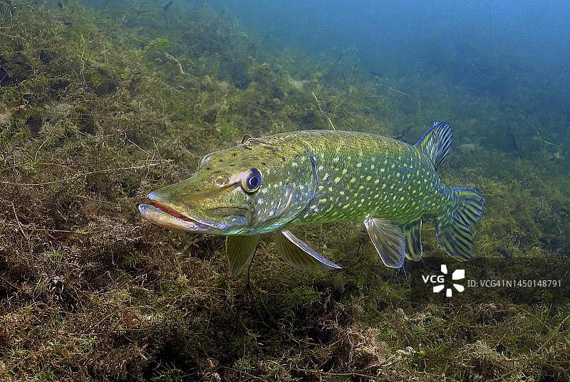 成年梭鱼(Esox lucius)站在采石场池塘岸边水生植物附近的浅水中,德国北莱茵-威斯特法伦州图片素材