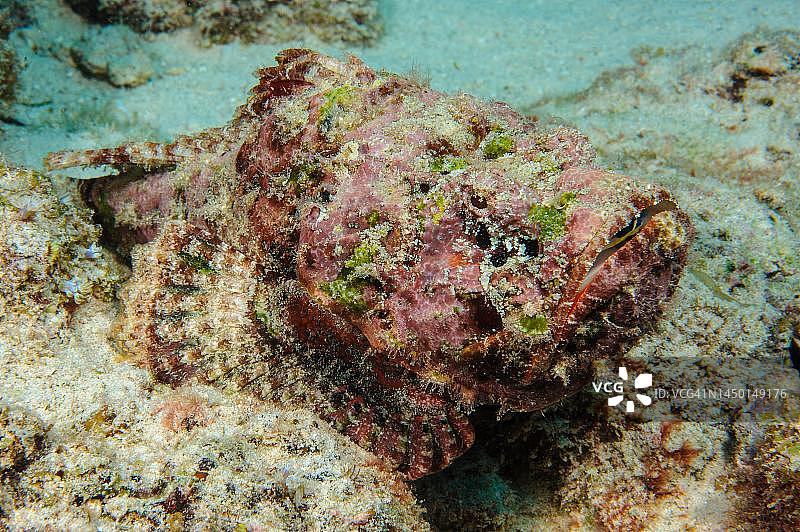 印度洋马尔代夫毒性珊瑚礁石鱼伺机捕食图片素材