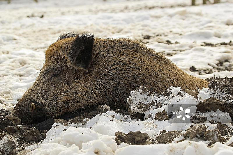 雪地里的野猪（Sus scrofa），德国巴伐利亚阿尔高图片素材
