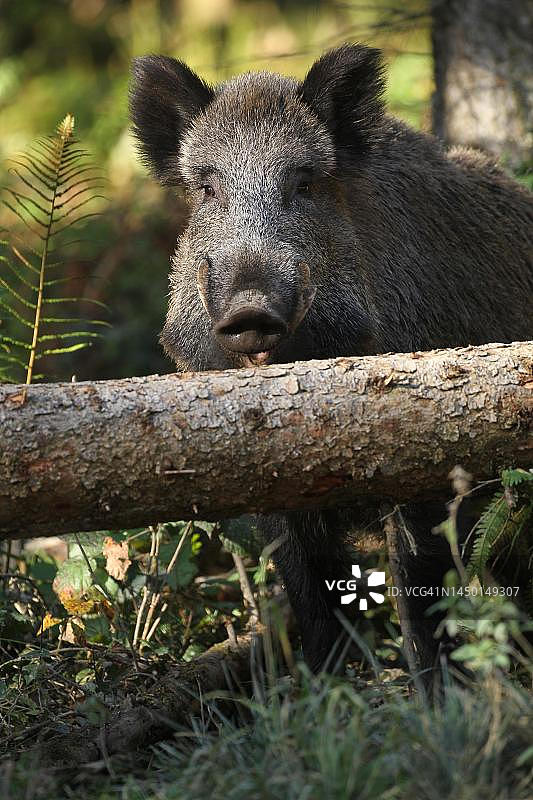 德国巴伐利亚阿尔高地区的野猪（Sus scrofa）图片素材