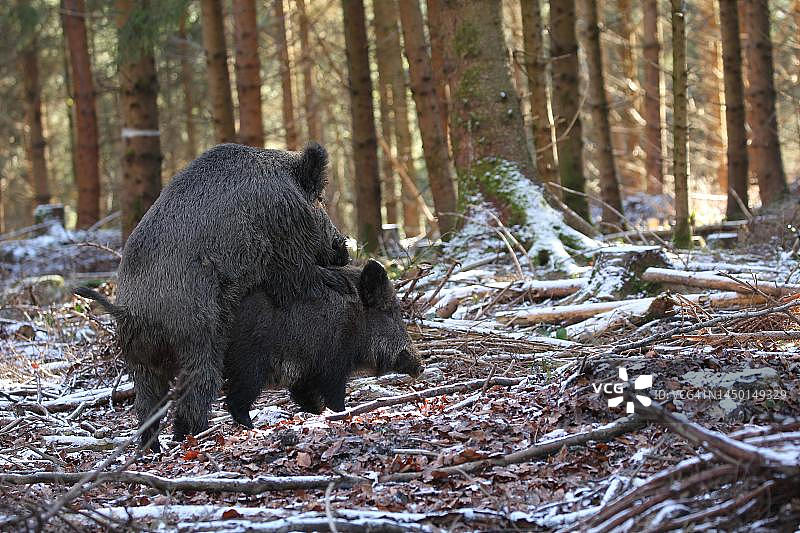 野猪在德国巴伐利亚雪中交配图片素材