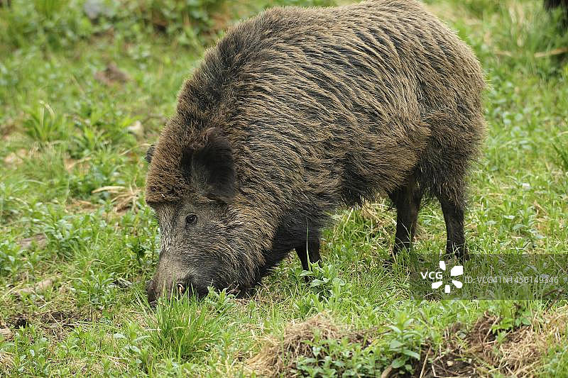 德国巴伐利亚阿尔高地区草地上觅食的野猪图片素材