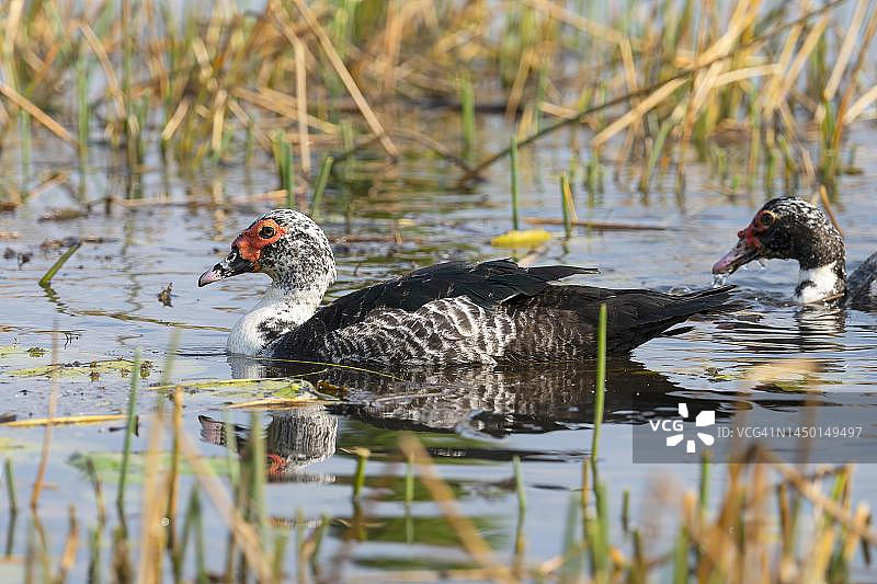 赞比亚邦韦乌卢沼泽的疣鼻栖鸭图片素材
