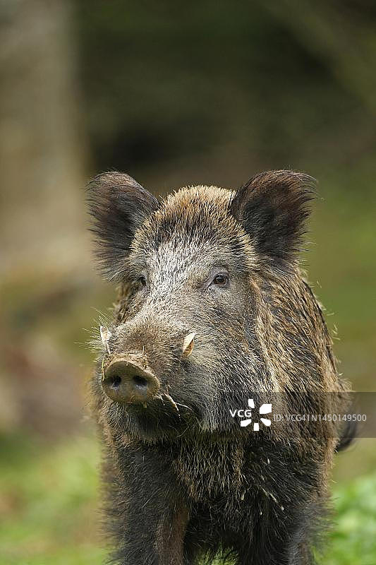 野猪（Sus scrofa）的肖像，德国巴伐利亚阿尔高图片素材